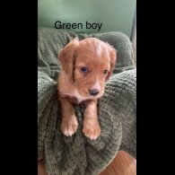 Cocker Spaniel (Working &amp; Show) - Dogs