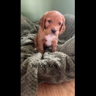 Cocker Spaniel (Working &amp; Show) - Dogs