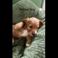 Cocker Spaniel (Working &amp; Show) - Dogs