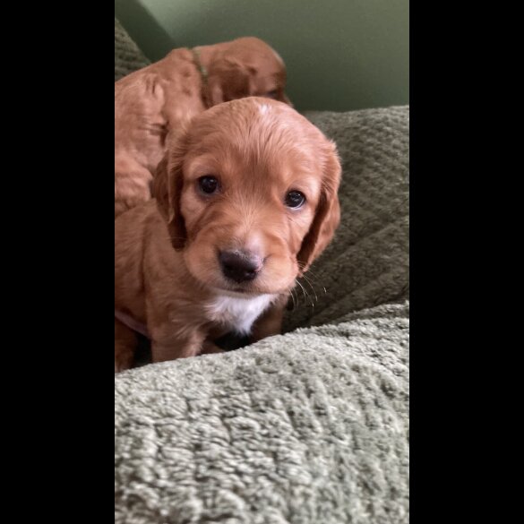 Cocker Spaniel (Working &amp; Show) - Dogs