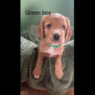 Cocker Spaniel (Working &amp; Show) - Dogs