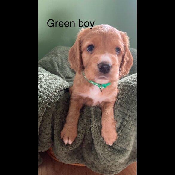 Cocker Spaniel (Working &amp; Show) - Dogs