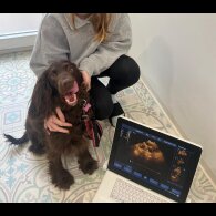 Cocker Spaniel (Working &amp; Show) - Both