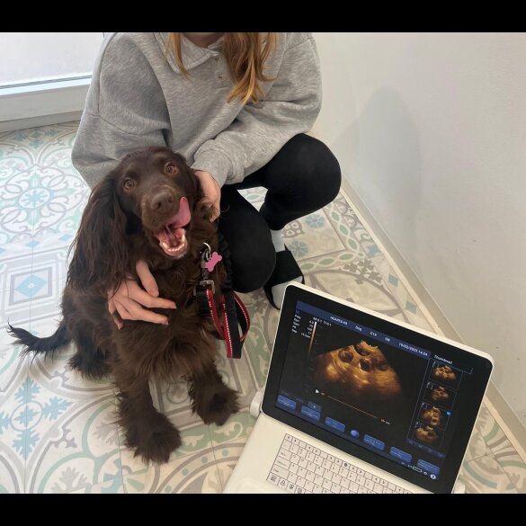 Cocker Spaniel (Working &amp; Show) - Both