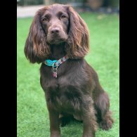 Cocker Spaniel (Working &amp; Show) - Both