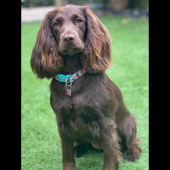 Cocker Spaniel (Working &amp; Show) - Both
