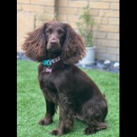 Cocker Spaniel (Working &amp; Show) - Both