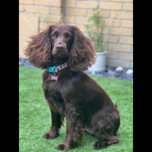 Cocker Spaniel (Working &amp; Show) - Both