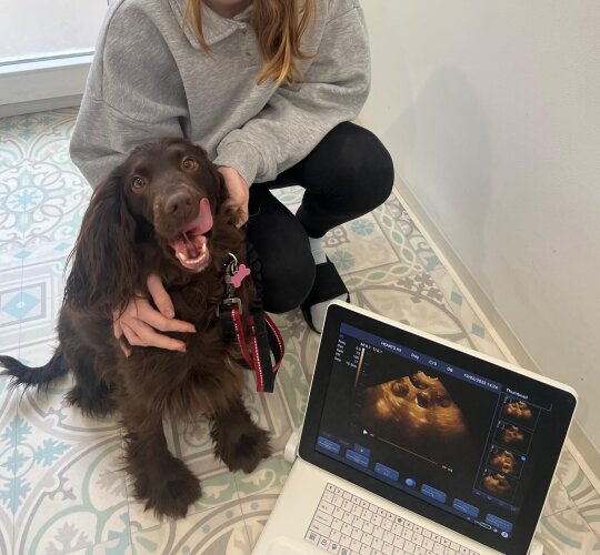 Cocker Spaniel (Working &amp; Show)