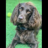 Cocker Spaniel (Working &amp; Show) - Both