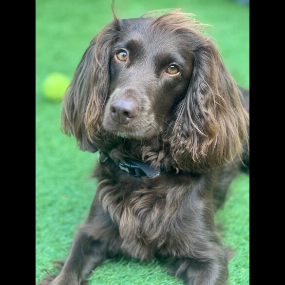 Cocker Spaniel (Working &amp; Show) - Both