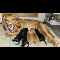 Cocker Spaniel (Working &amp; Show) - Both