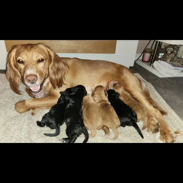 Cocker Spaniel (Working &amp; Show) - Both