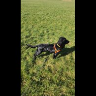 Cocker Spaniel (Working &amp; Show) - Both