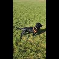 Cocker Spaniel (Working &amp; Show) - Both