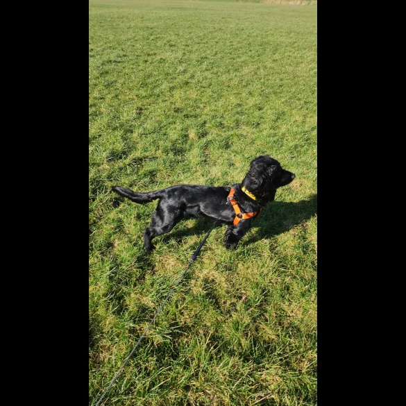 Cocker Spaniel (Working &amp; Show) - Both