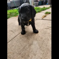 Cocker Spaniel (Working &amp; Show) - Both
