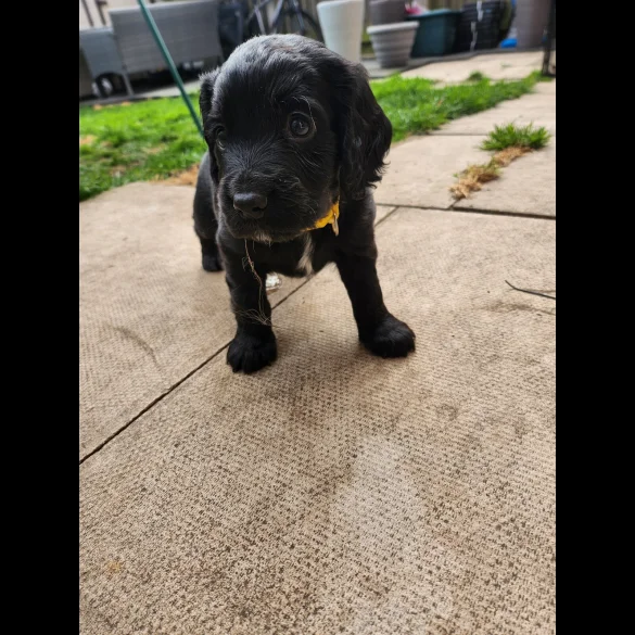 Cocker Spaniel (Working &amp; Show) - Both