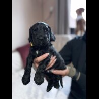 Cocker Spaniel (Working &amp; Show) - Both