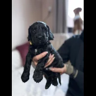 Cocker Spaniel (Working &amp; Show) - Both