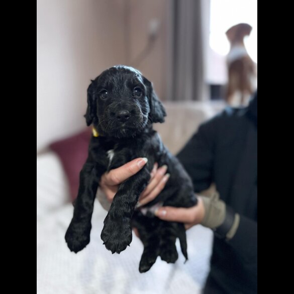 Cocker Spaniel (Working &amp; Show) - Both