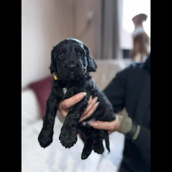 Cocker Spaniel (Working &amp; Show) - Both