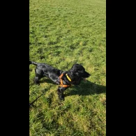 Cocker Spaniel (Working &amp; Show) - Both
