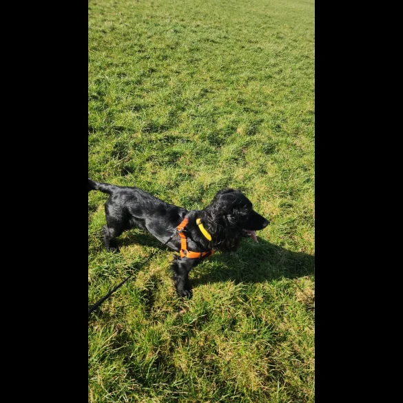 Cocker Spaniel (Working &amp; Show) - Both