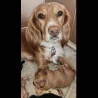 Cocker Spaniel (Working &amp; Show) - Both