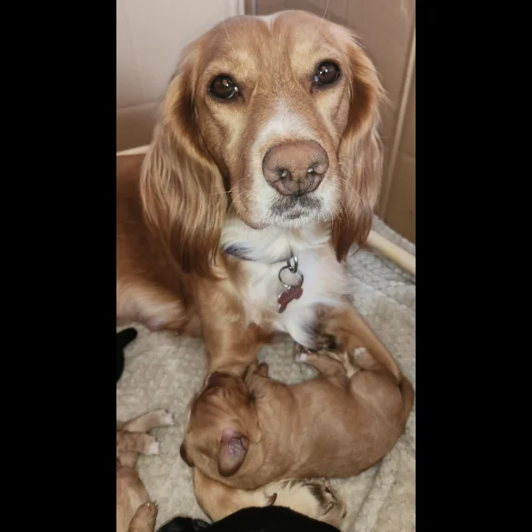 Cocker Spaniel (Working &amp; Show) - Both