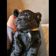 Cocker Spaniel (Working &amp; Show) - Both