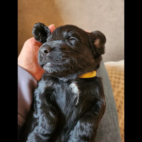 Cocker Spaniel (Working &amp; Show) - Both
