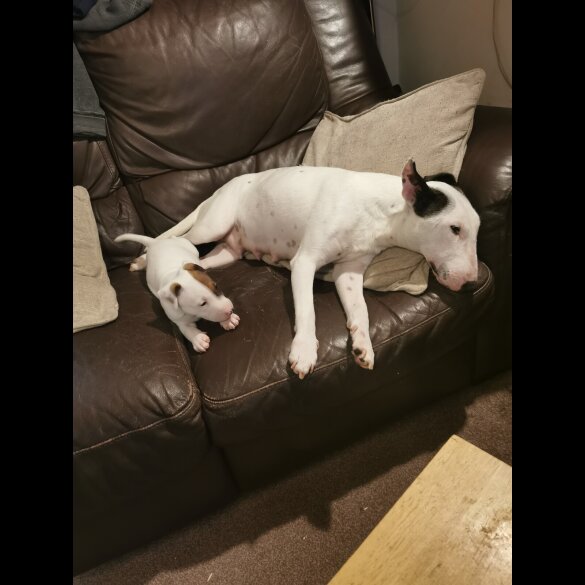 Bull Terrier - Dogs