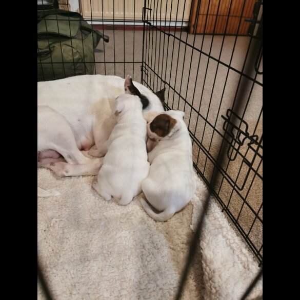 Bull Terrier - Dogs