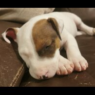 Bull Terrier - Dogs