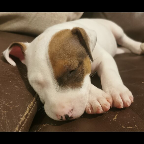 Bull Terrier - Dogs