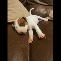Bull Terrier - Dogs