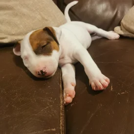 Bull Terrier - Dogs