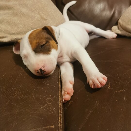 Bull Terrier - Dogs