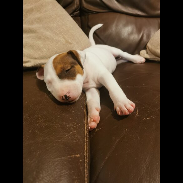 Bull Terrier - Dogs