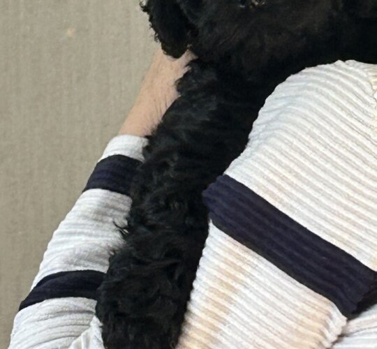 Cockapoo