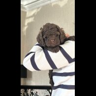 Cockapoo - Dogs