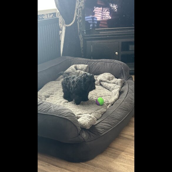 Cockapoo - Dogs