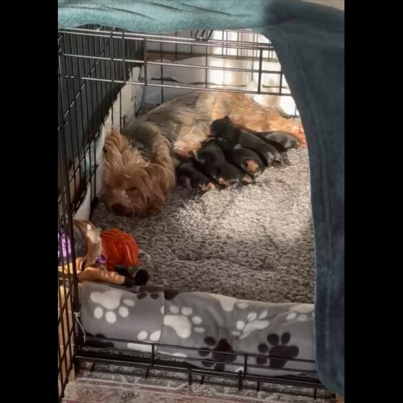 Yorkshire Terrier - Both
