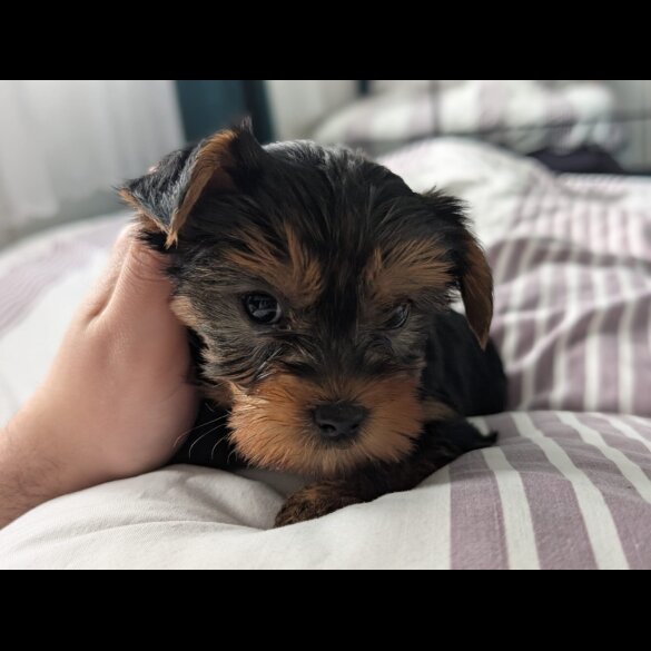 Yorkshire Terrier - Both