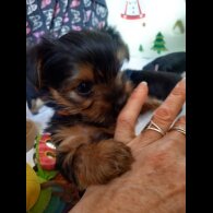 Yorkshire Terrier - Dogs