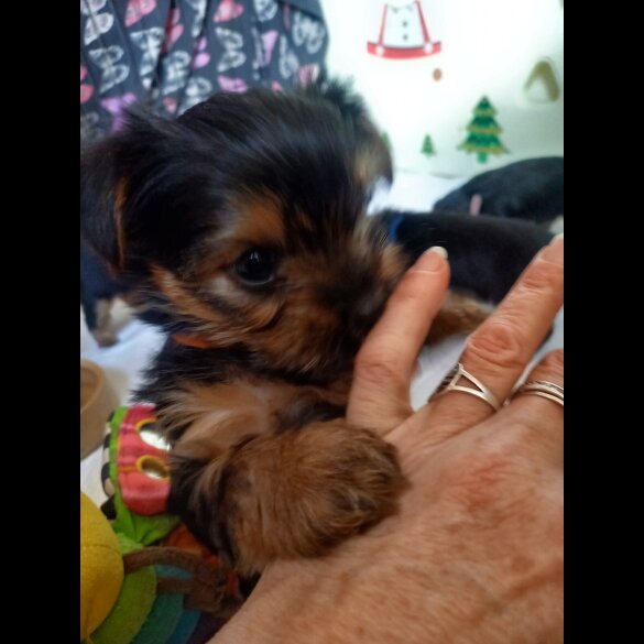 Yorkshire Terrier - Dogs