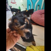 Yorkshire Terrier - Dogs