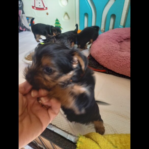 Yorkshire Terrier - Dogs