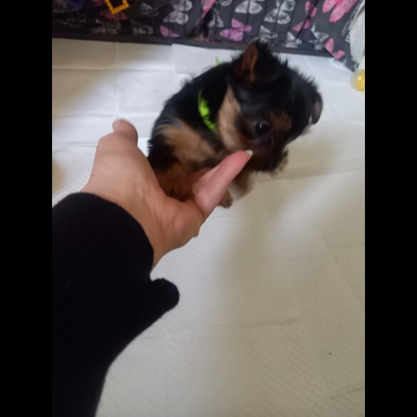 Yorkshire Terrier - Dogs